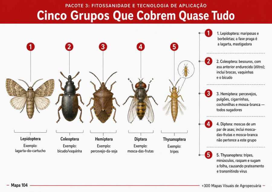 Mapa sobre identificação de pragas pelo dano